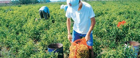 Ενίσχυση μικρών εκμεταλλεύσεων 