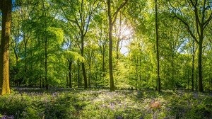 Πραγματογνωμοσύνες