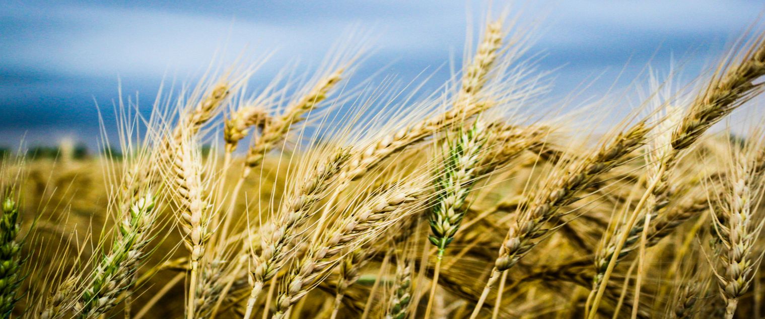 Δηλώσεις ΟΣΔΕ