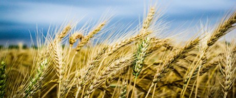 Δηλώσεις ΟΣΔΕ